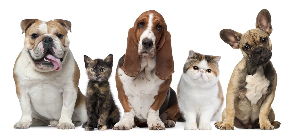 11615444 - group of cats and dogs in front of white background